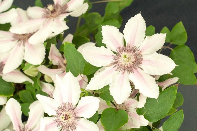 Clematis 'The Countess of Wessex', Early Large-Flowered Clematis, group 3 clematis, White clematis, White flowers